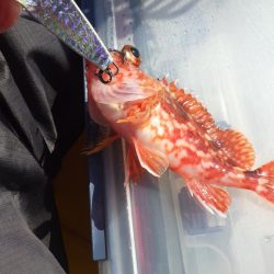 あおりいか一杯だけとは…